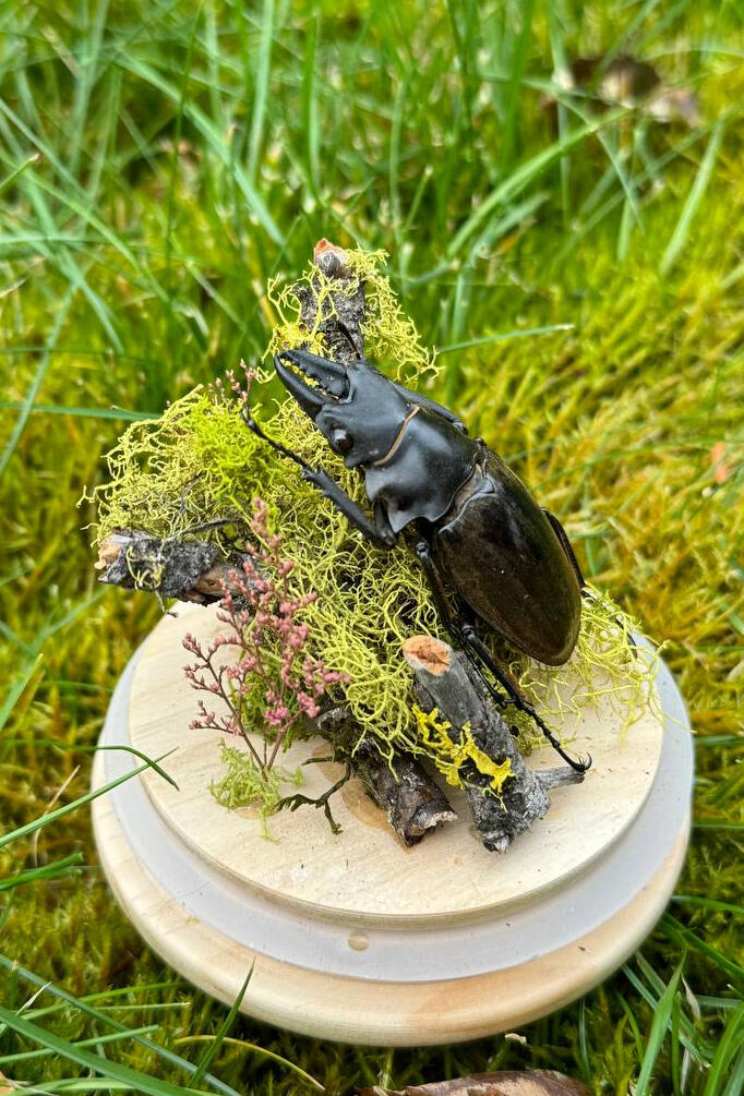 Beetle