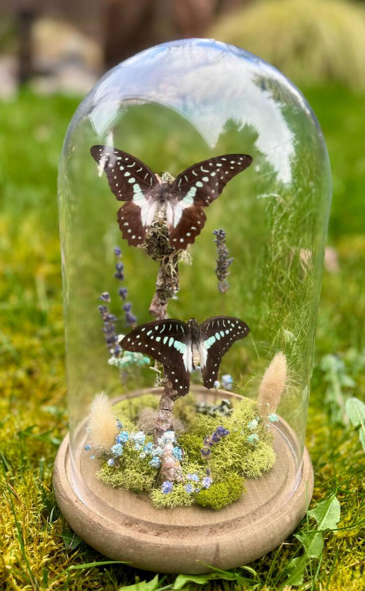Butterfly Duo