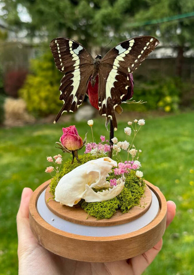 Butterfly with Skull